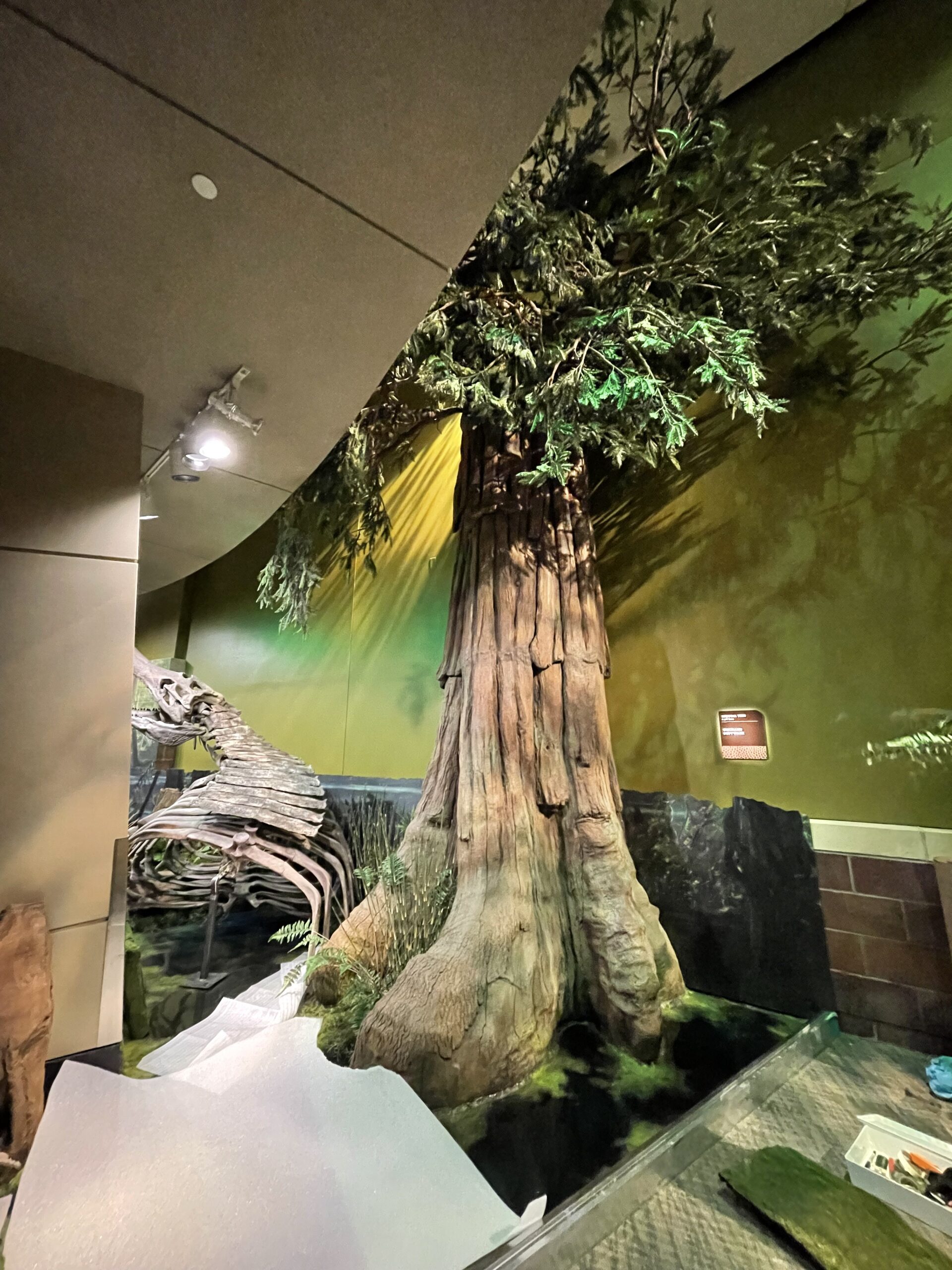 Orchard Donates Sequoia Tree to Children’s Museum