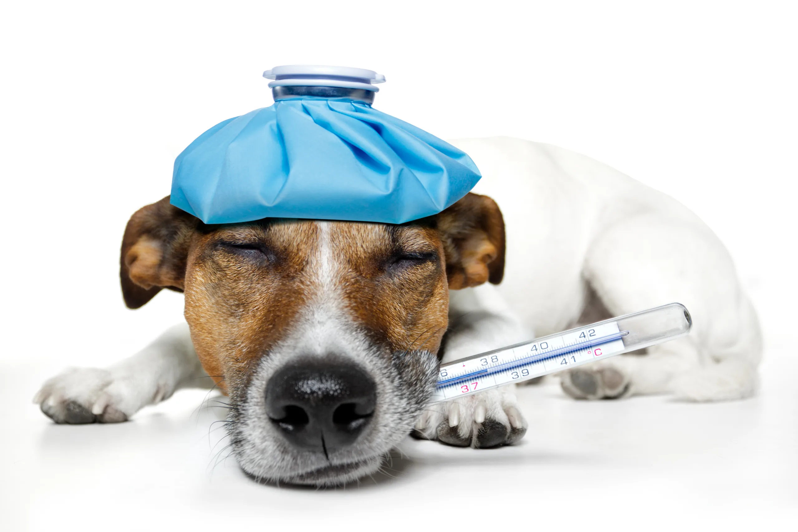 Can Value-based Care Benefits Translate to Veterinary Patients?