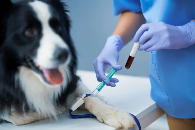 Point-of-Care Testing in Veterinary Medicine