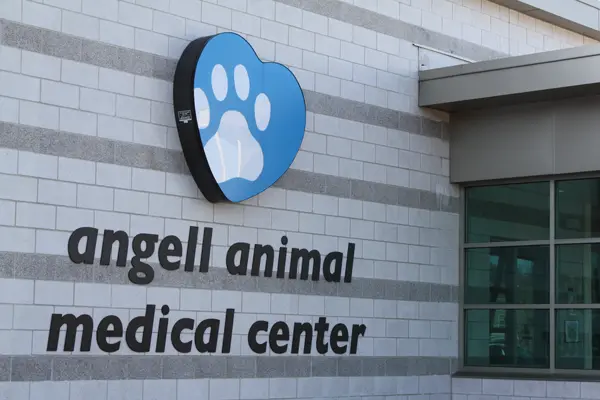 Angell Animal Medical Center Laboratory Partners with Orchard Software for Quick Turnaround Time