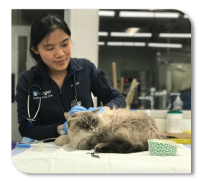 Photo of a AAMC staff member examining a cat