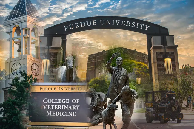 Purdue University Veterinary Hospital – Laboratory Efficiency Gains Achieved with Orchard’s LIMS